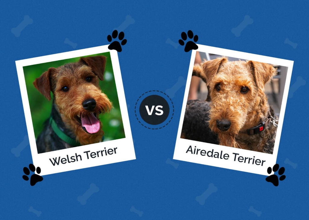 welsh-terrier-vs-airedale-terrier-main-differences-with-pictures