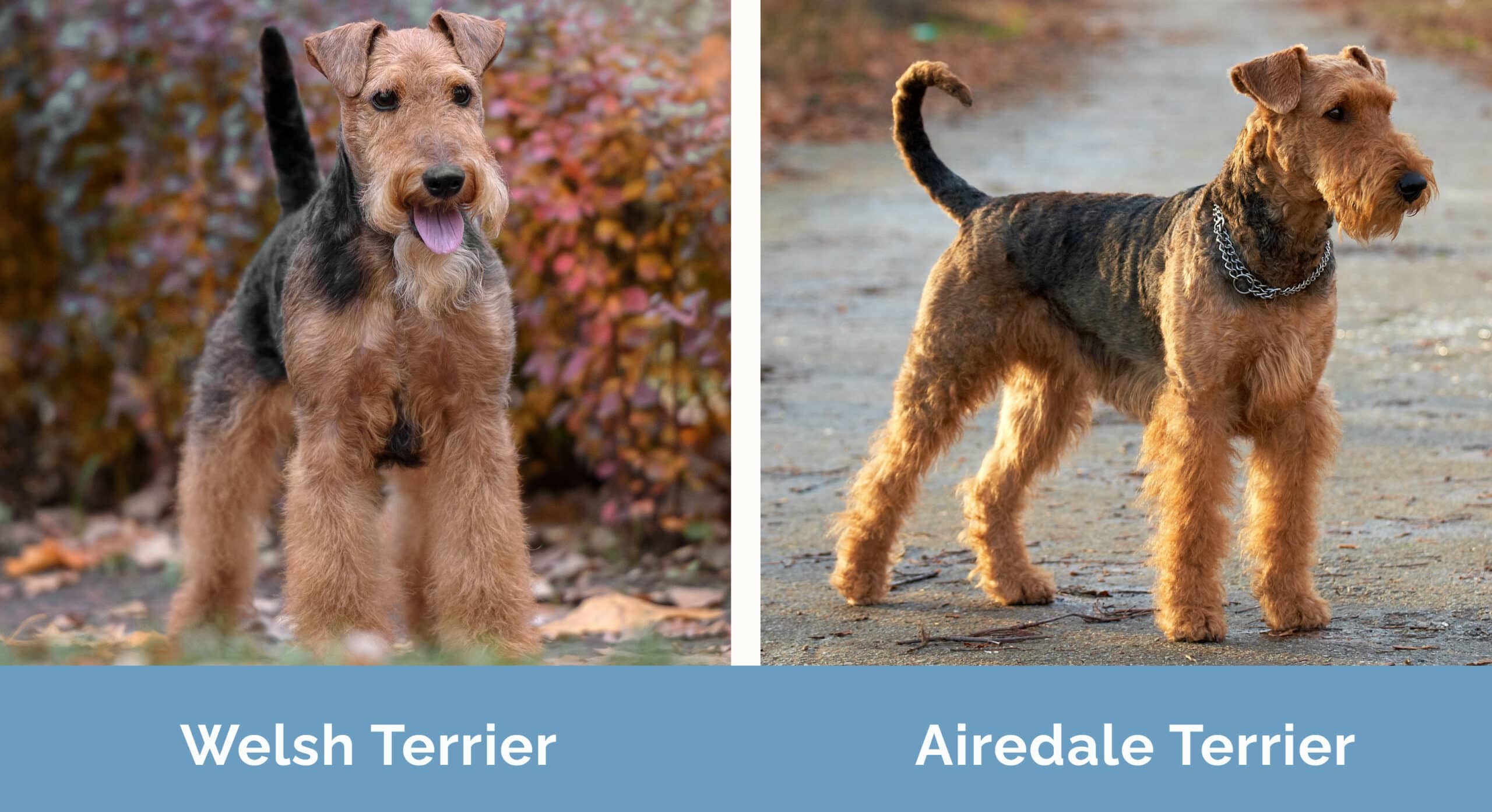 Welsh Terrier vs Airedale Terrier side by side