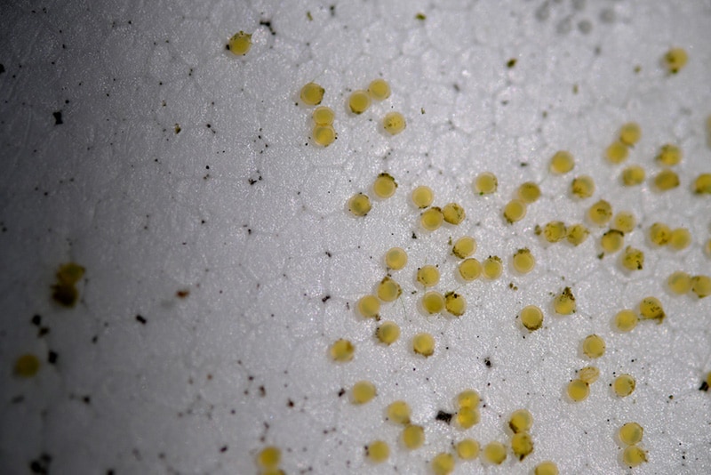 Yellow round goldfish egg