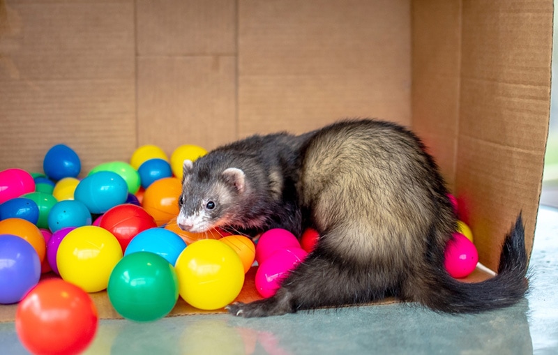 Young ferret playing in a box of colorful balls