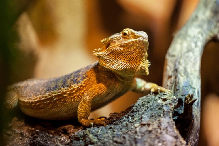 Image showcasing How to Lower Humidity in a Bearded Dragon Tank: 4 Vet-Approved Ways ...