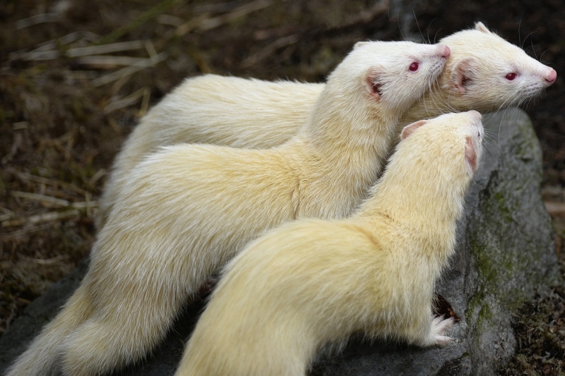 a group of albino ferrets outdoor in the wild