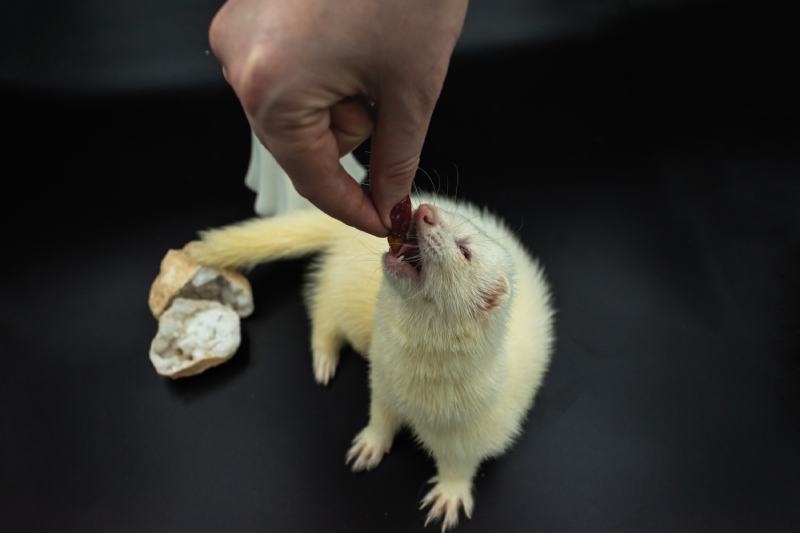 ablino ferret pet being fed