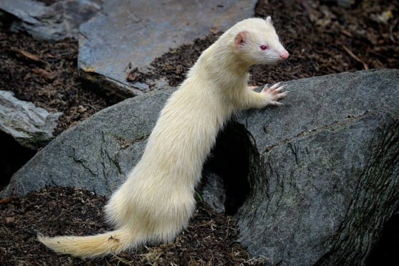 albino ferret leaning on the rock