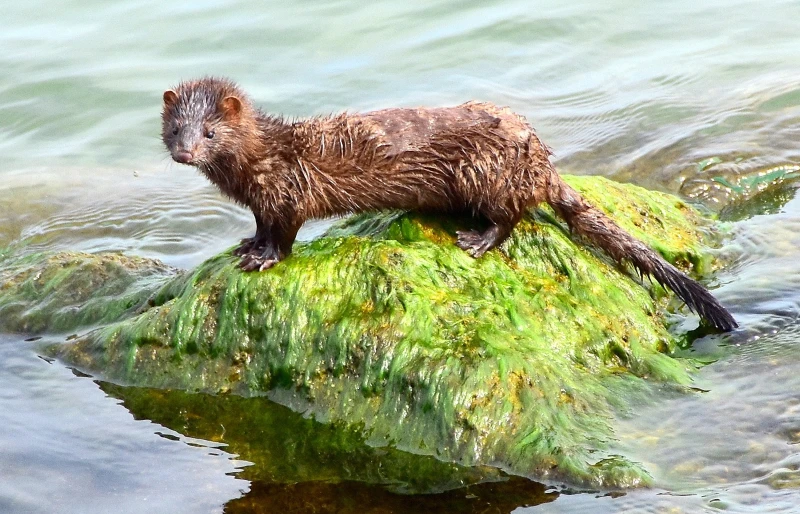 american mink with wet fur from taking a swim