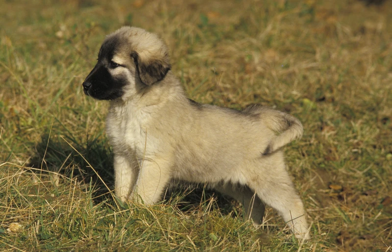 anatolian shepherd puppy dog standing on grass outdoors