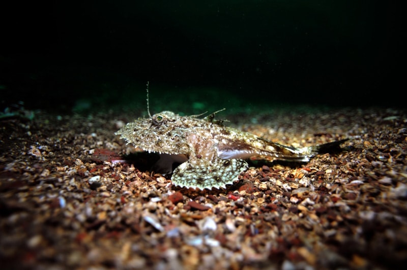 anglerfish camouflaged on a gravel sea bed