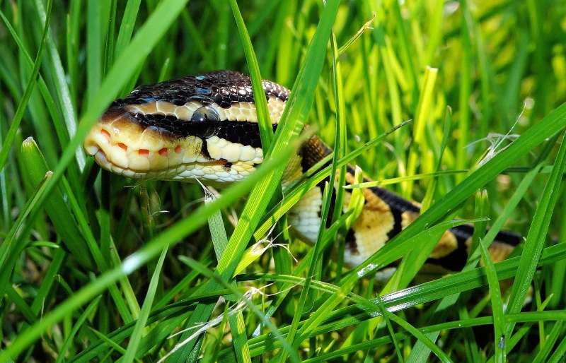 ball python slithering through grass