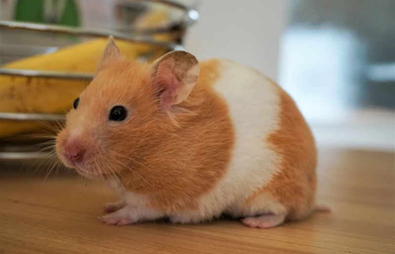 banded hamster