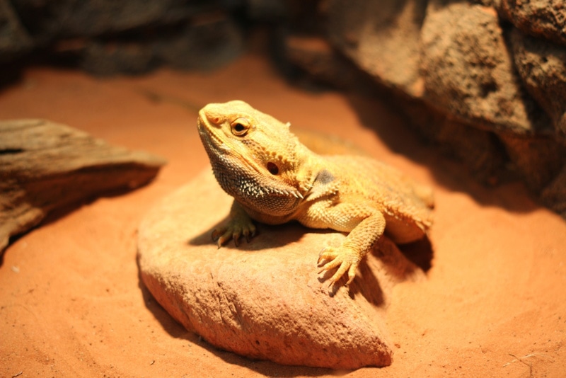bearded dragon climbing on a rock