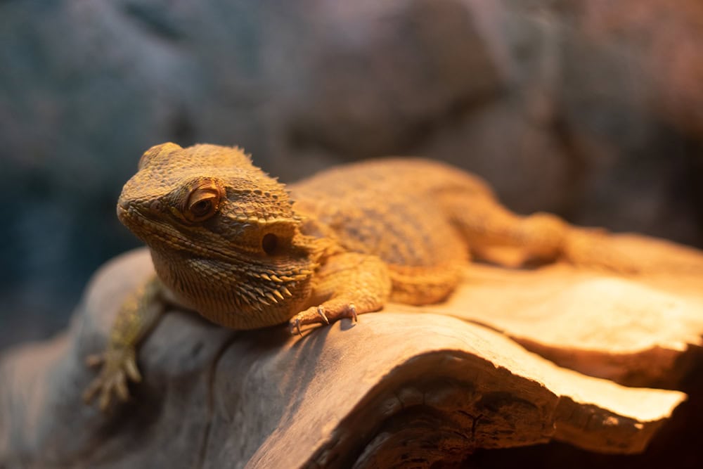 bearded dragon enjoying heat lamp