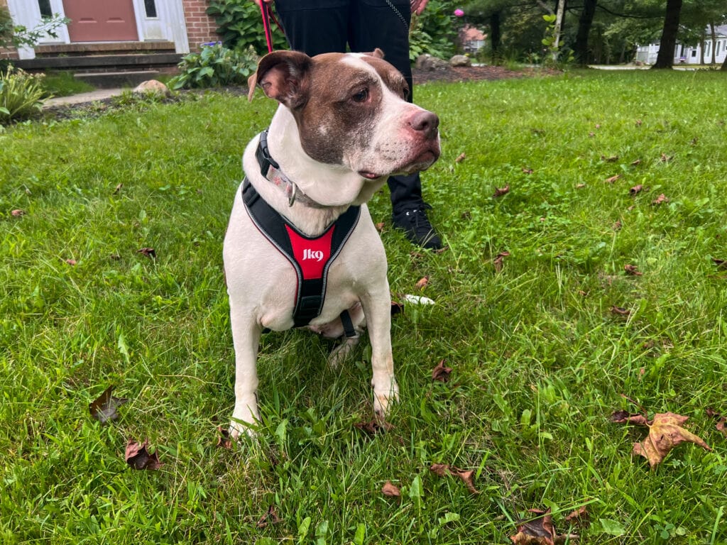 bella wearing julius k9 speed harness and Sitting outdoors