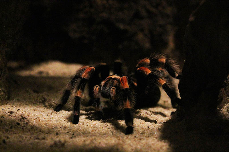 black and orange tarantula inside its enclosure