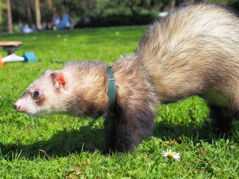 black footed ferret in the grass