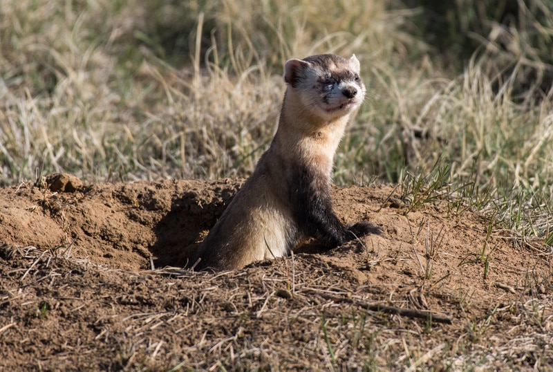 black footed ferret in the hole