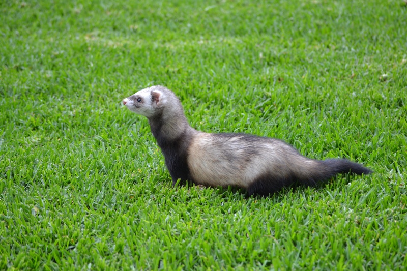 black footed ferret on the grass
