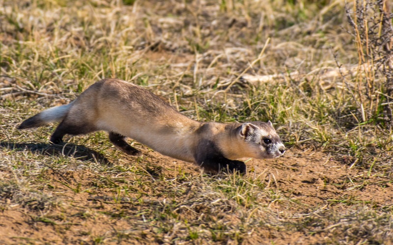 black footed ferret running