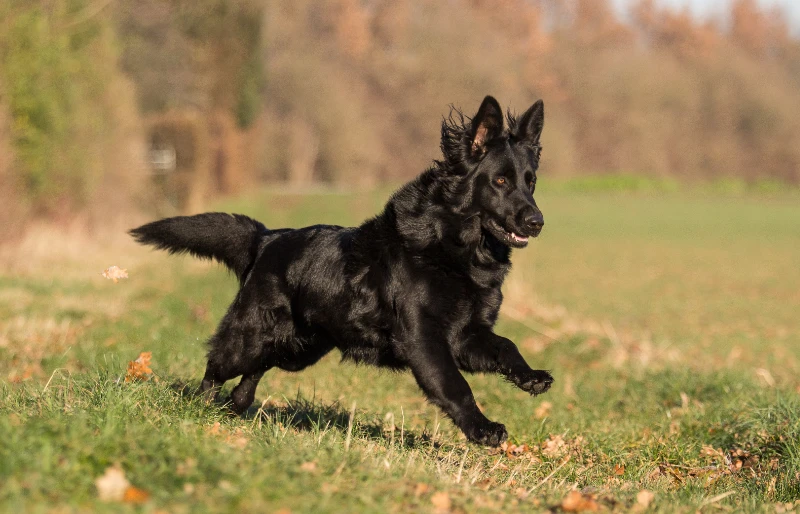 black longcoated ddr german shepherd dog running on grass