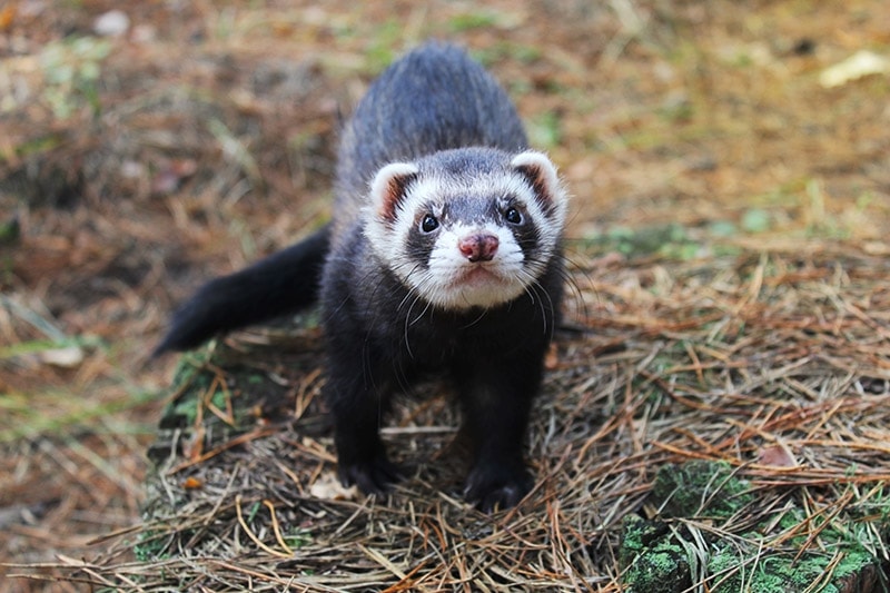 black sable ferret walking outdoor