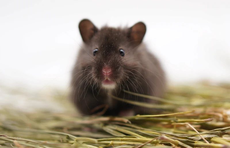 black syrian hamster