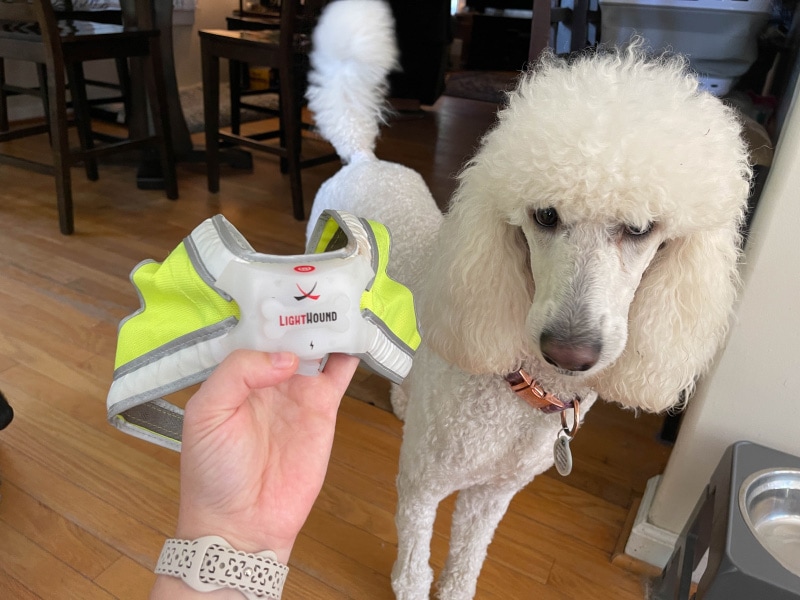 blanche and noxgear lighthound harness