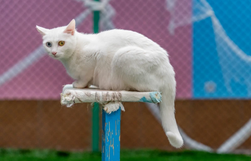 blue and yellow eyed turkish van cat