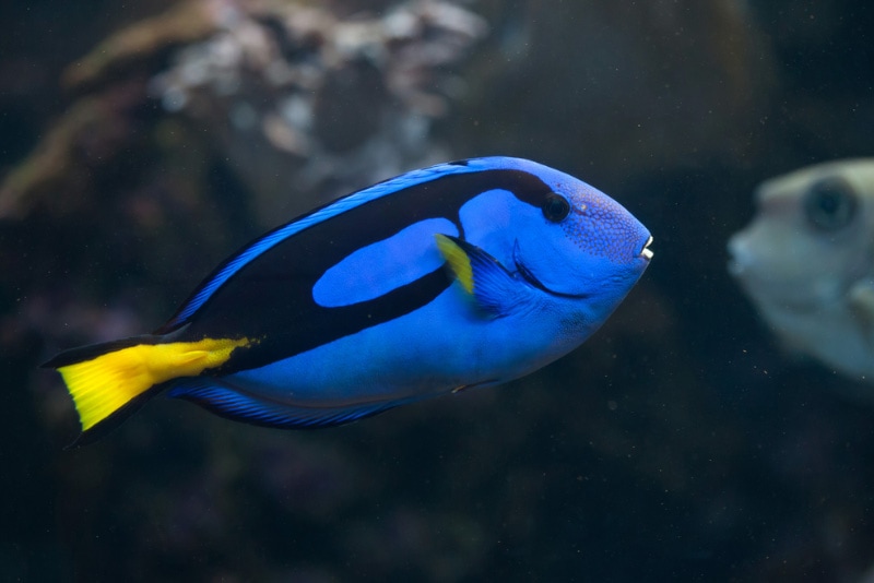 blue hippo tang