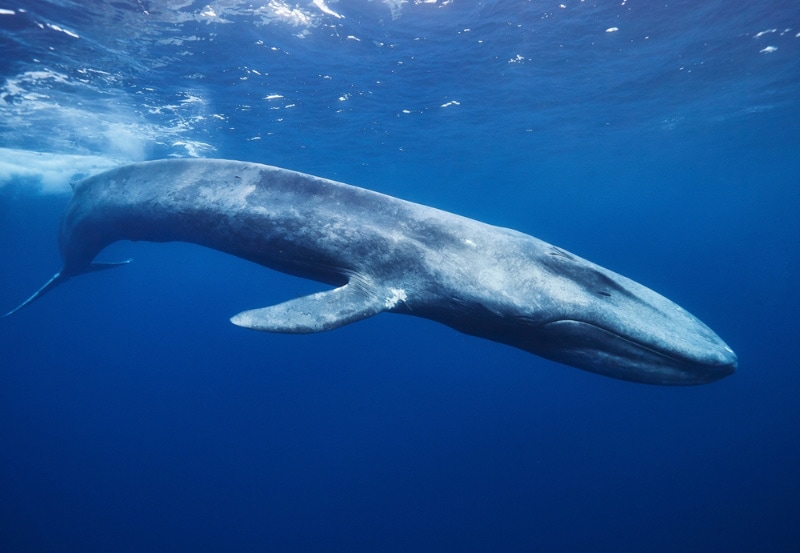 blue whale in the ocean