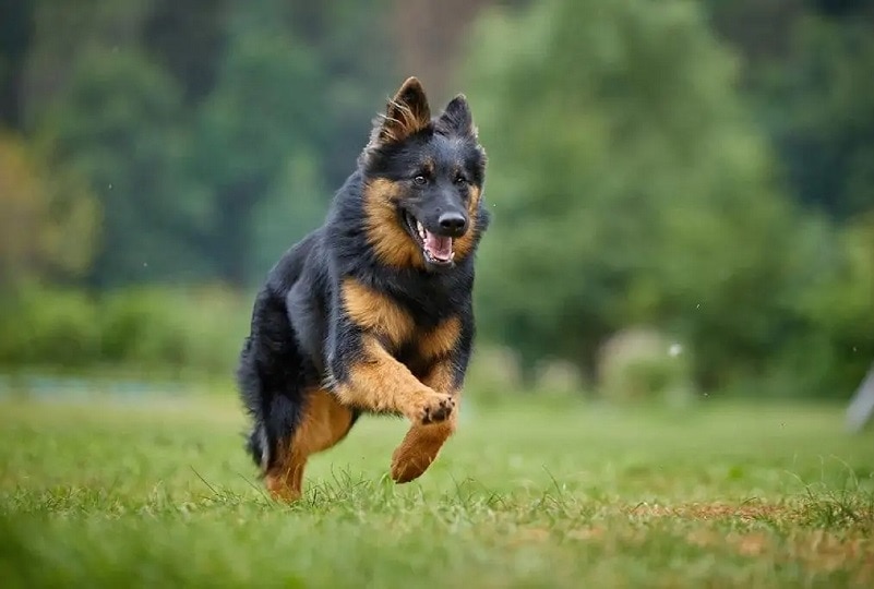 bohemian shepherd running