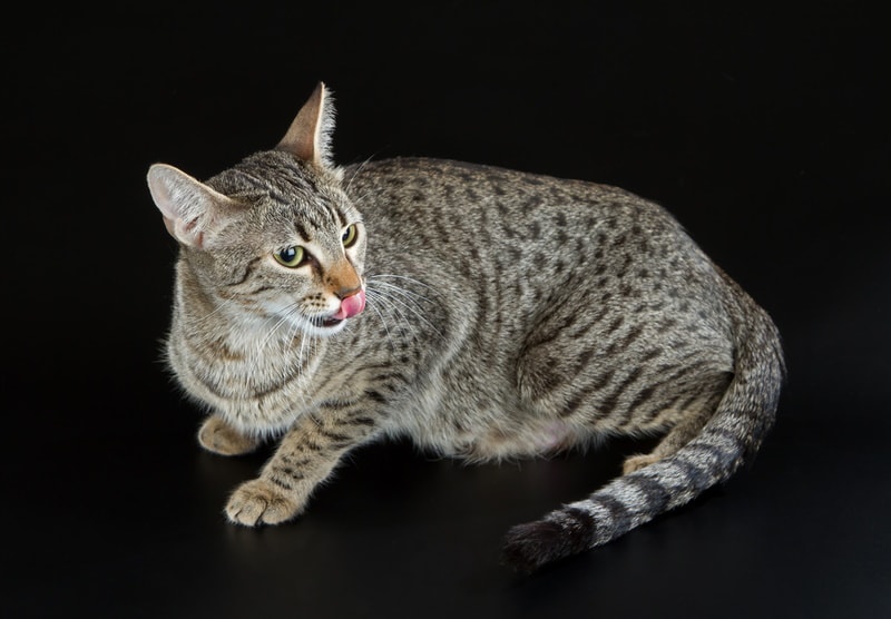 bronze egyptian mau in black background