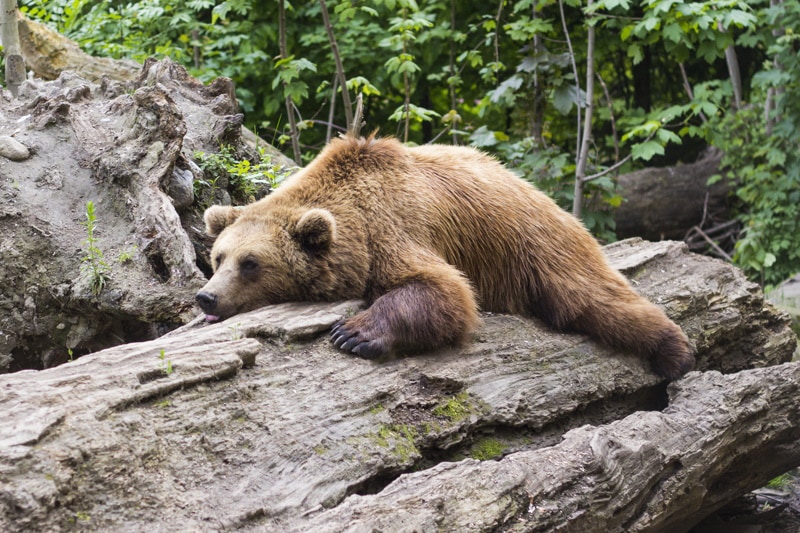 brown bear resting on the log