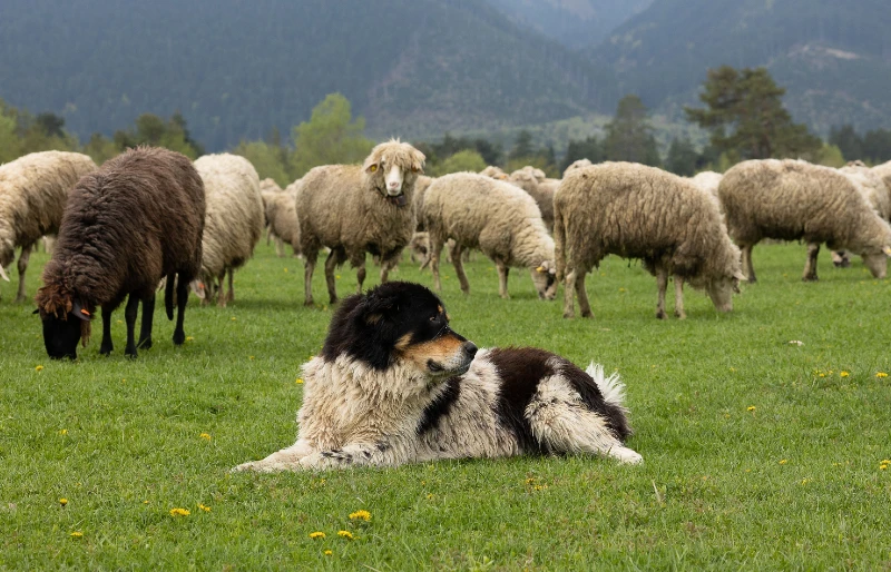 bulgarian shepherd or karakachan dog laying on the grass meadow protecting the sheep
