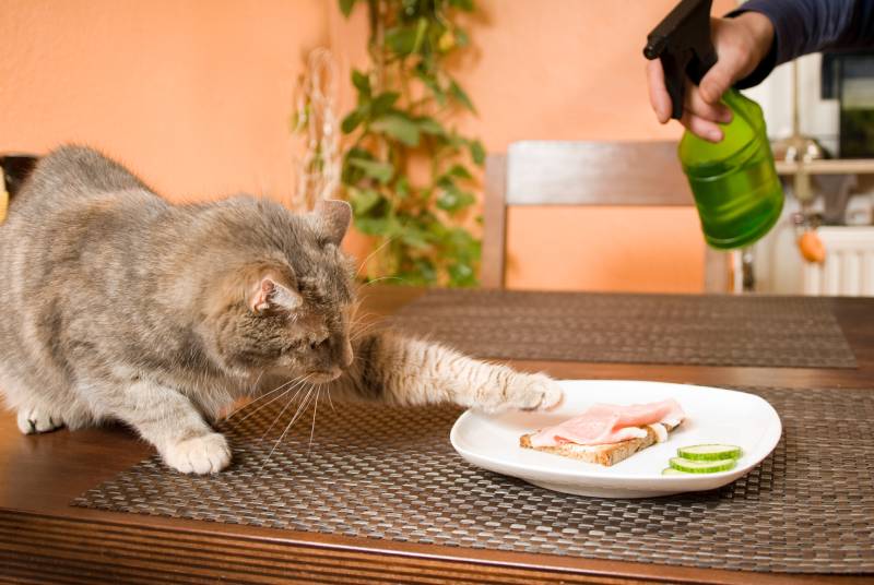 cat wants to steal food from the plate