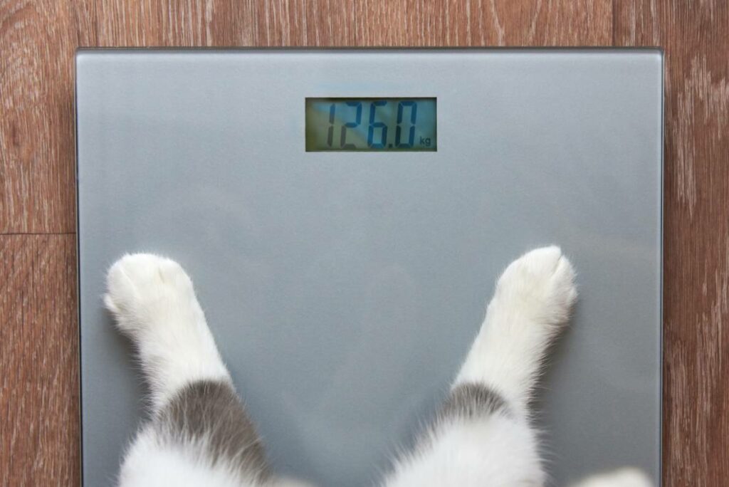Cat Weighing Scale