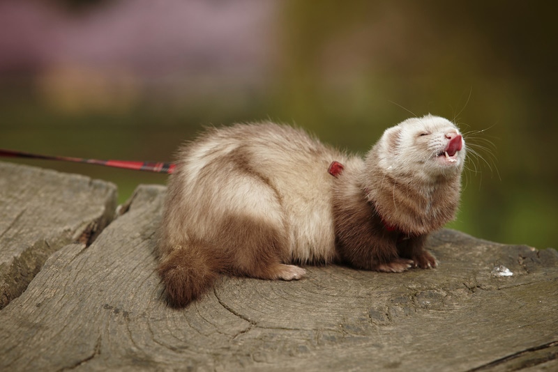 champagne ferret
