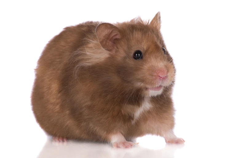 chocolate brown syrian hamster