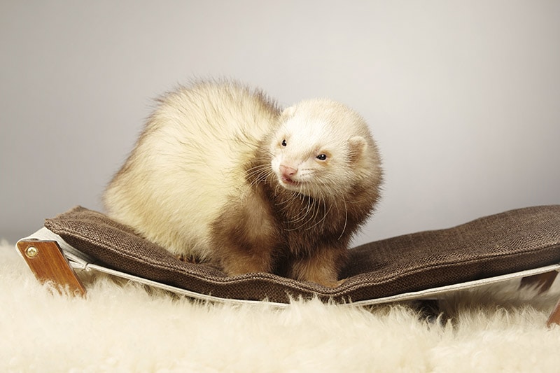 Cinnamon ferret in the studio
