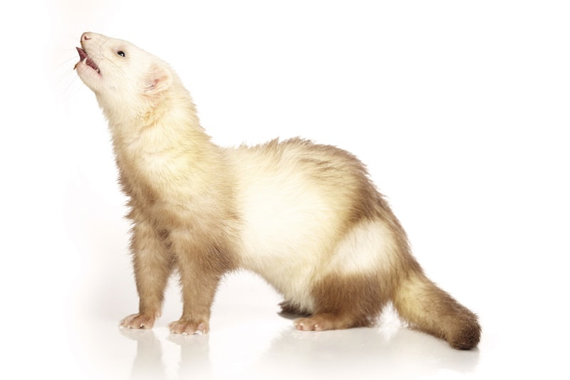 cinnamon ferret in white background