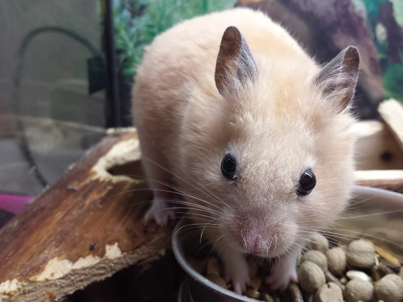 cinnamon syrian hamster