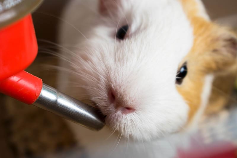 close up guinea pig drinking water