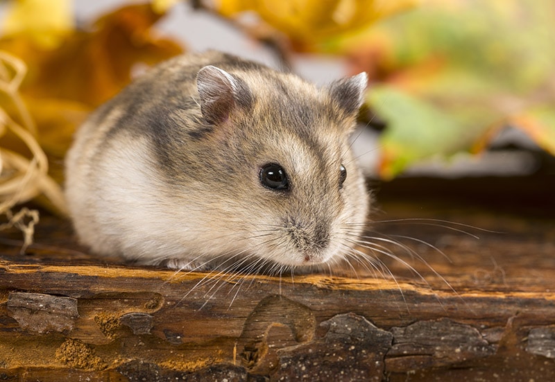 close up little hamster pet