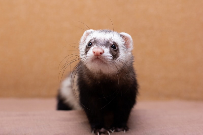 close up of a cute ferret