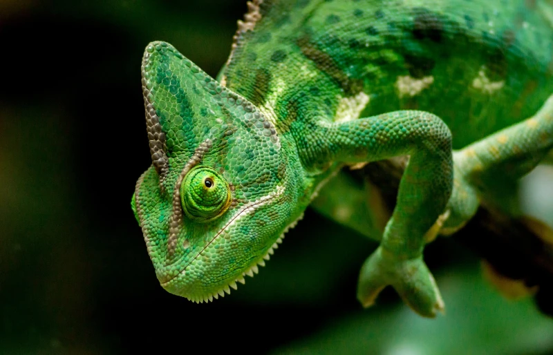 close up of a green chameleon