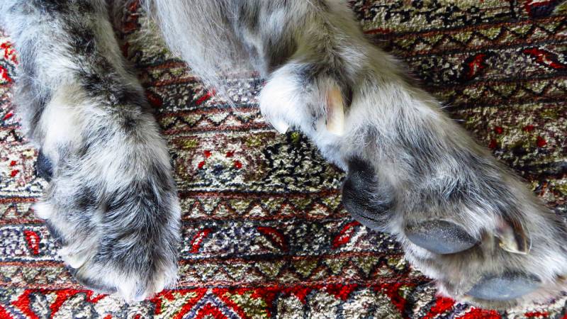 closeup of a great pyrenees mixed dog paws and dewclaws