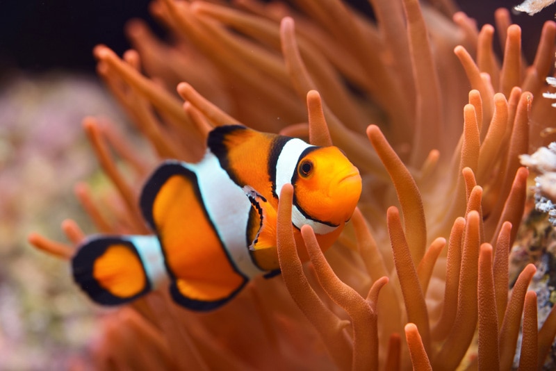 clownfish in the aquarium.jpg