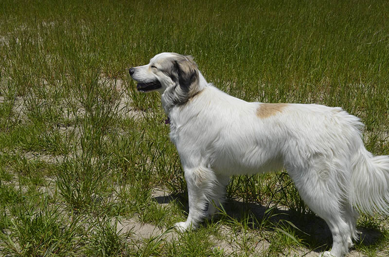 colorado mountain dog in a grassy field