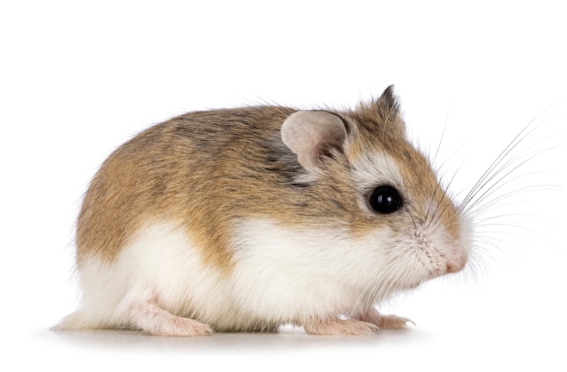 cute Roborovski hamster standing side ways