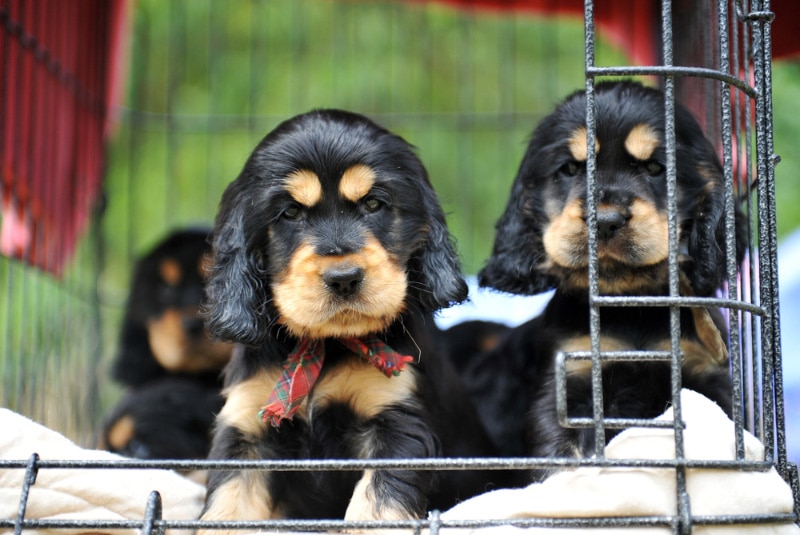 cute cocker spaniel puppies in the cage in a pet store