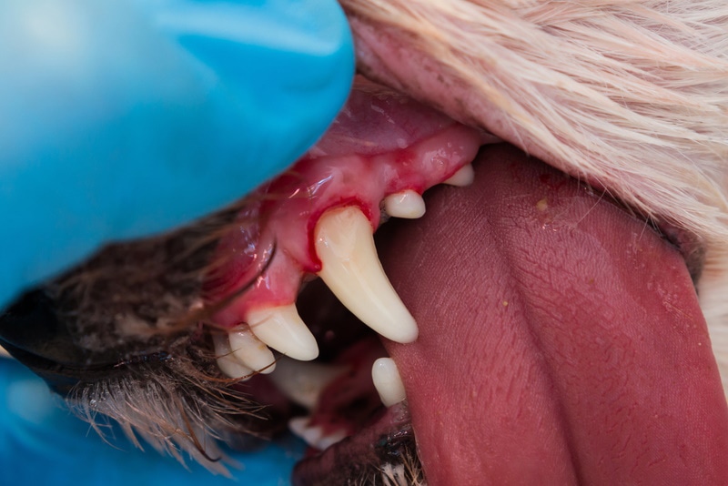 dog with bleeding gums