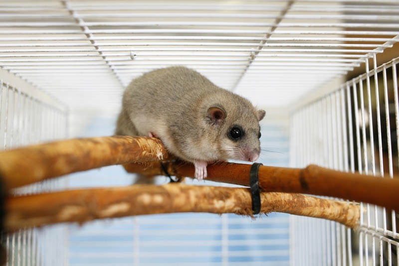 dormice inside cage